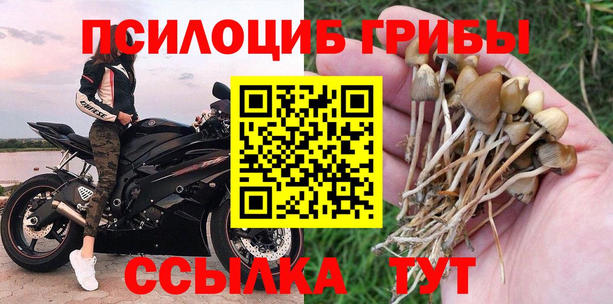 Псилоцибиновые грибы Psilocybine cubensis Ялуторовск